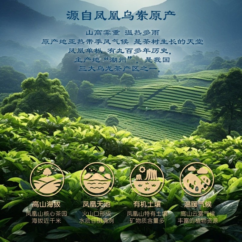 九百年茶叶 老丛精品通天香150g高山乌龙茶凤凰单丛茶叶礼盒装