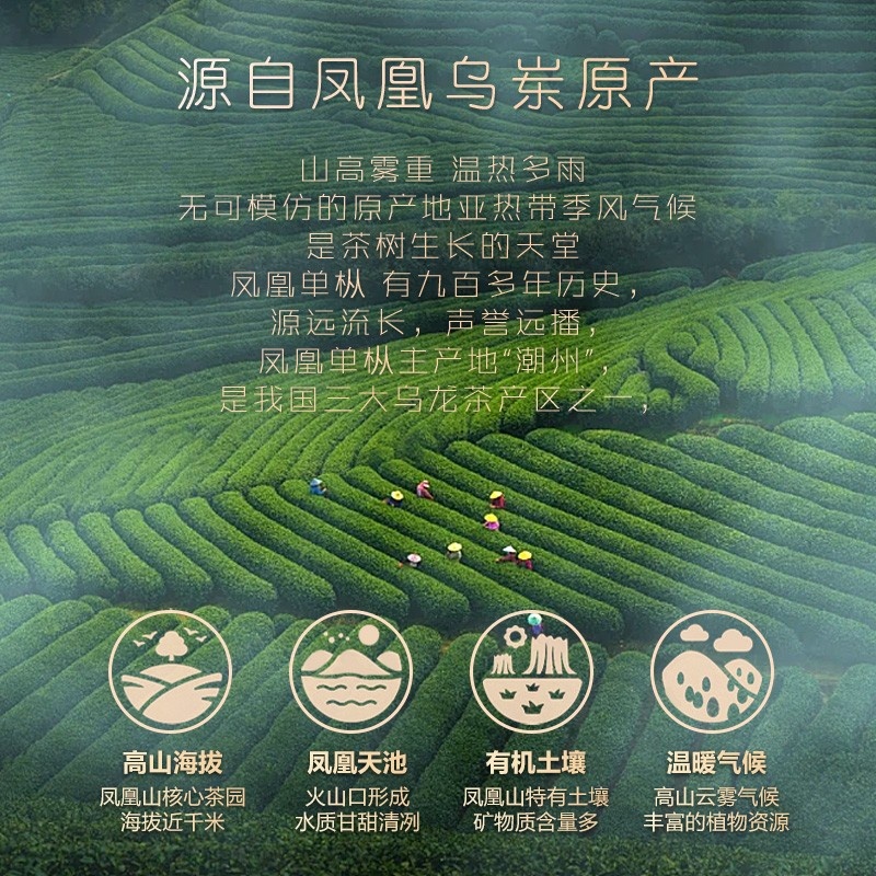 九百年茶叶 茗香凤凰单丛茶叶200g兄弟茶柚花香高山乌龙茶叶潮汕特产